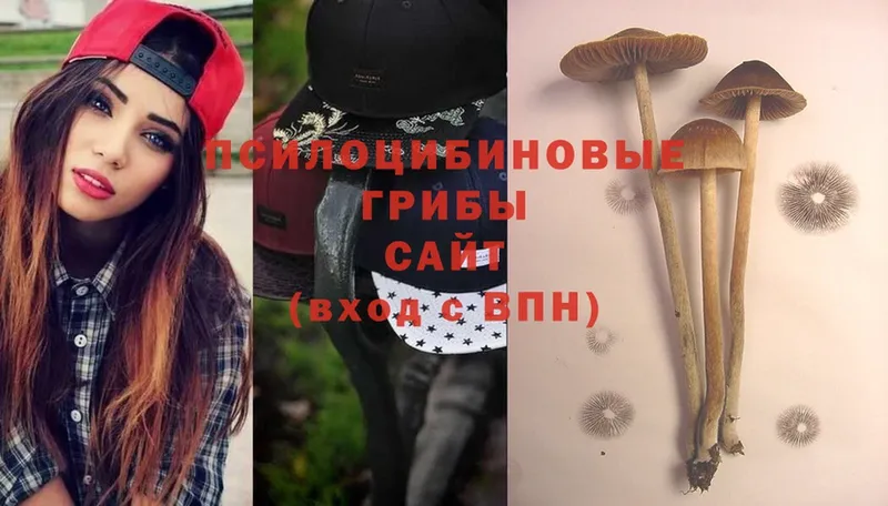 закладки  Морозовск  Псилоцибиновые грибы Psilocybine cubensis 